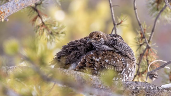 USA | Canyons & Yellowstone NP im Winter | Madison River | Ptarmigan (Schneehuhn)