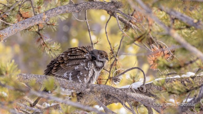 USA | Canyons & Yellowstone NP im Winter | Madison River | Ptarmigan (Schneehuhn)