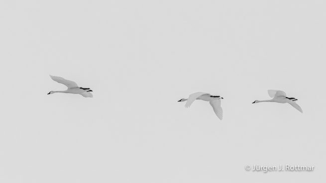 USA | Canyons & Yellowstone NP im Winter | Grand Prismatic Springs | Trumpeter Swans (Trompeterschwäne)