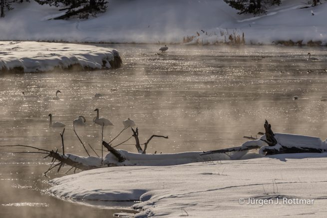 USA | Canyons & Yellowstone NP im Winter | Madison River | Trumpeter Swans (Trompeterschwäne)