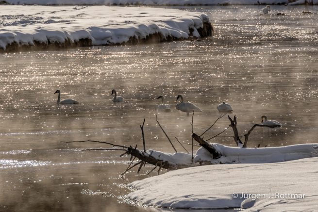 USA | Canyons & Yellowstone NP im Winter | Madison River | Trumpeter Swans (Trompeterschwäne)