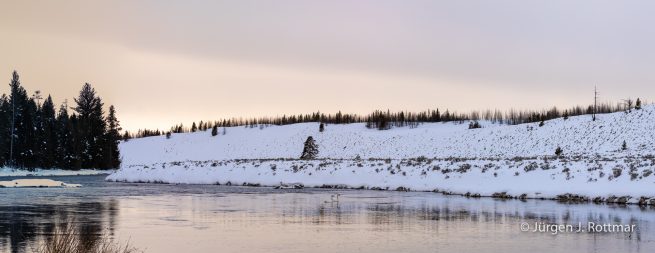 USA | Canyons & Yellowstone NP im Winter | Grand Prismatic Springs | Trumpeter Swans (Trompeterschwäne)