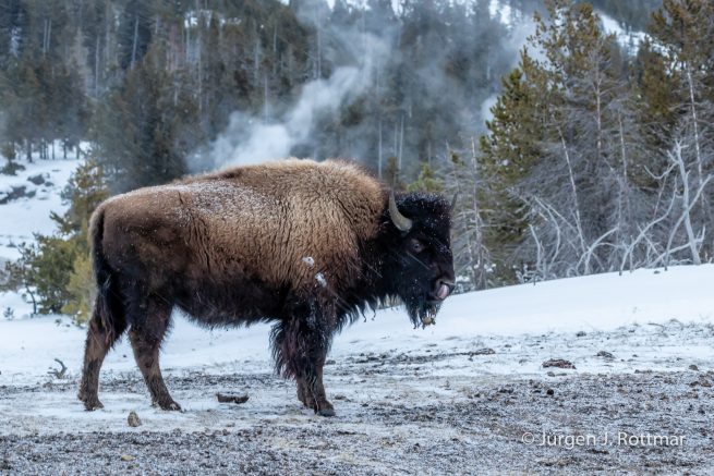 USA | Canyons & Yellowstone NP im Winter | Old Faithful | Upper Geyser Basin | Bisons