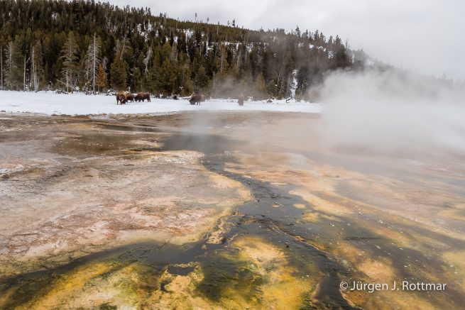 USA | Canyons & Yellowstone NP im Winter | Old Faithful | Upper Geyser Basin | Bisons