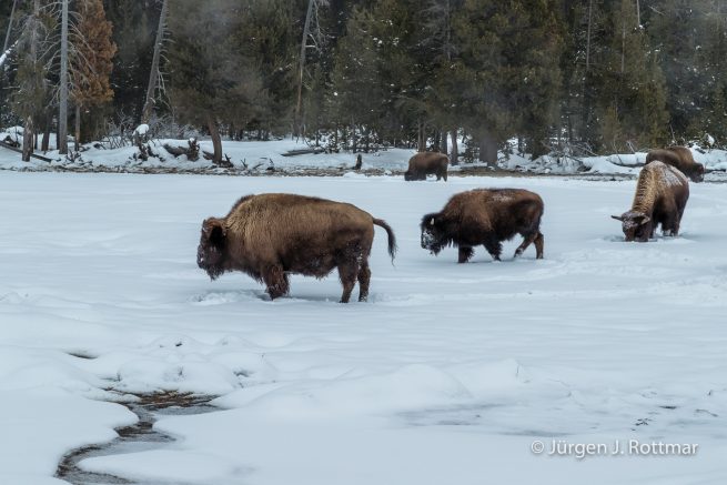 USA | Canyons & Yellowstone NP im Winter | Old Faithful | Upper Geyser Basin | Bisons