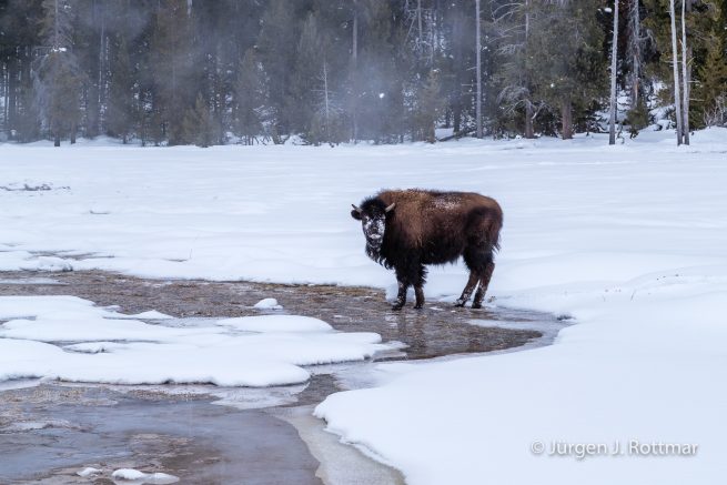 USA | Canyons & Yellowstone NP im Winter | Old Faithful | Upper Geyser Basin | Bisons
