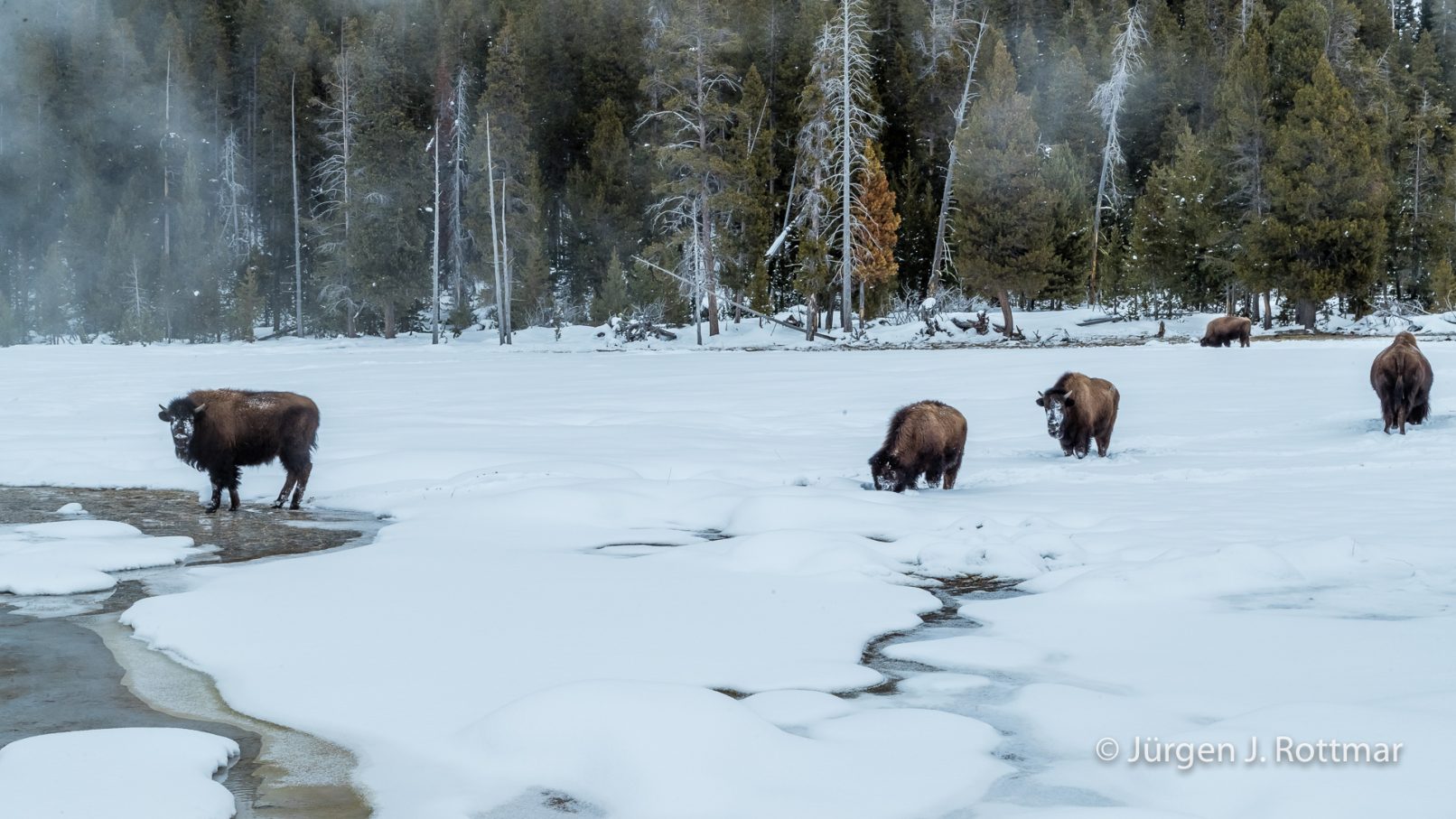 USA | Canyons & Yellowstone NP im Winter | Old Faithful | Upper Geyser Basin | Bisons