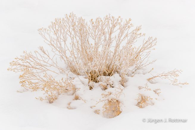 USA | Canyons & Yellowstone NP im Winter | Utah | Moab | Arches NP