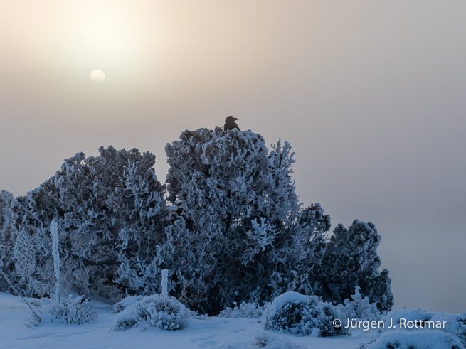 USA | Canyons & Yellowstone NP im Winter | Utah | Moab | Canyonlands NP