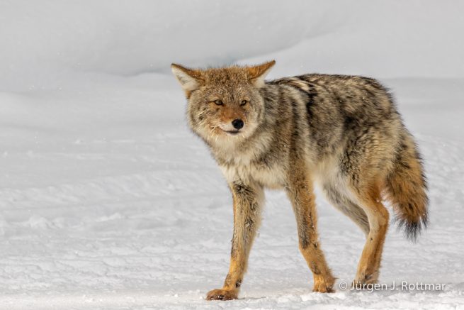 USA | Canyons & Yellowstone NP im Winter | Yellowstone River | Coyote