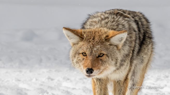 USA | Canyons & Yellowstone NP im Winter | Yellowstone River | Coyote