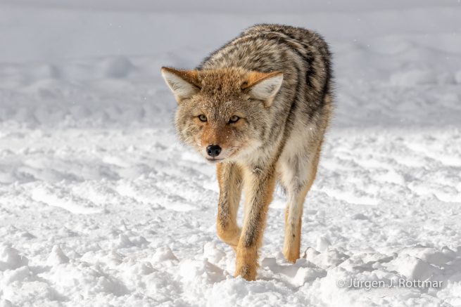 USA | Canyons & Yellowstone NP im Winter | Yellowstone River | Coyote