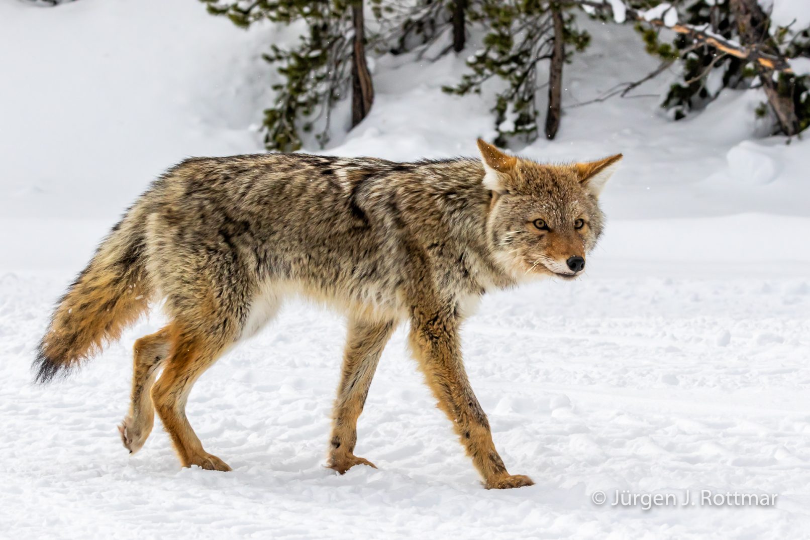 USA | Canyons & Yellowstone NP im Winter | Yellowstone River | Coyote