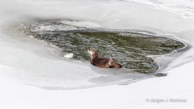 USA | Canyons & Yellowstone NP im Winter | Yellowstone River | Otters