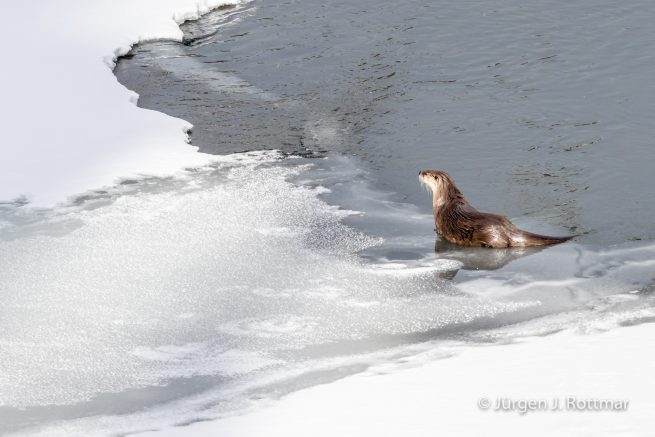 USA | Canyons & Yellowstone NP im Winter | Yellowstone River | Otters