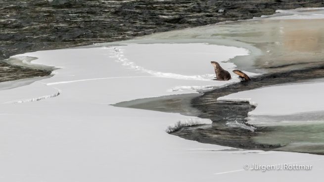 USA | Canyons & Yellowstone NP im Winter | Yellowstone River | Otters