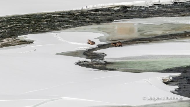 USA | Canyons & Yellowstone NP im Winter | Yellowstone River | Otters